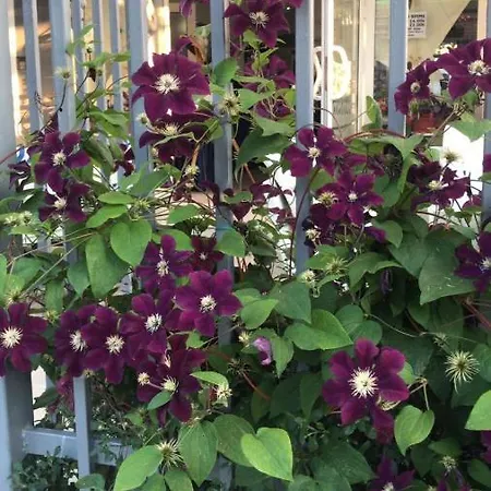 Lilia 2 Family 2* 普里莫尔斯科