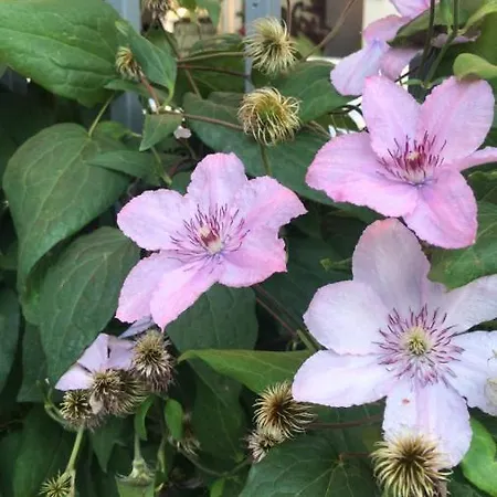 Хотел Lilia 2 Family Приморско