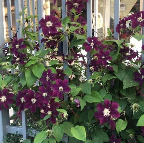 Lilia 2 Family Hotel 2* Primorsko